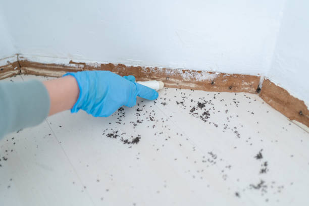 Best Residential Pest Control  in Dixmoor, IL